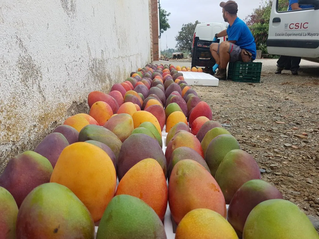 La cosecha de mango se concentra entre septiembre y octubre.
