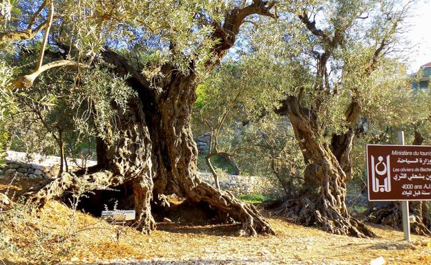 En segunda posición se colocó el 'Bchaaleh Millenial Olive Tree' del Líbano