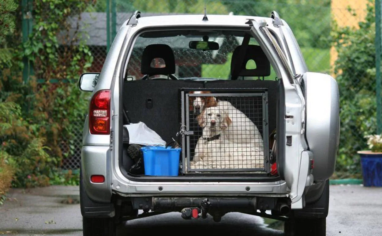 Viajar con tu perro en coche: normativa y sistemas de seguridad