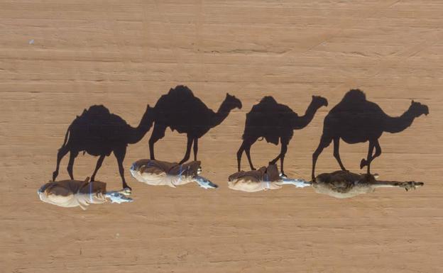 Australia sacrifica más de 5.000 camellos ante el desastre natural causado por los incendios
