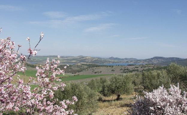 Almendro en flor con el telón de fondo del pantano del Guadalteba