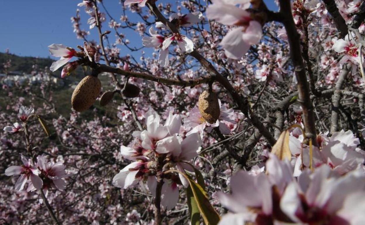 Flores del almendro, entre las primeras almendras de la temporada, en Los Montes de Málaga. 