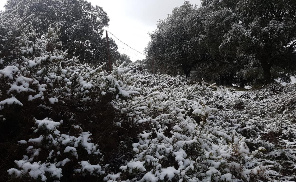 Nieve acumulada en la alta Axarquía, ayer. 