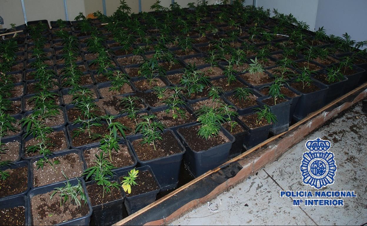 Plantación de marihuana localizada en el municipio antequerano.