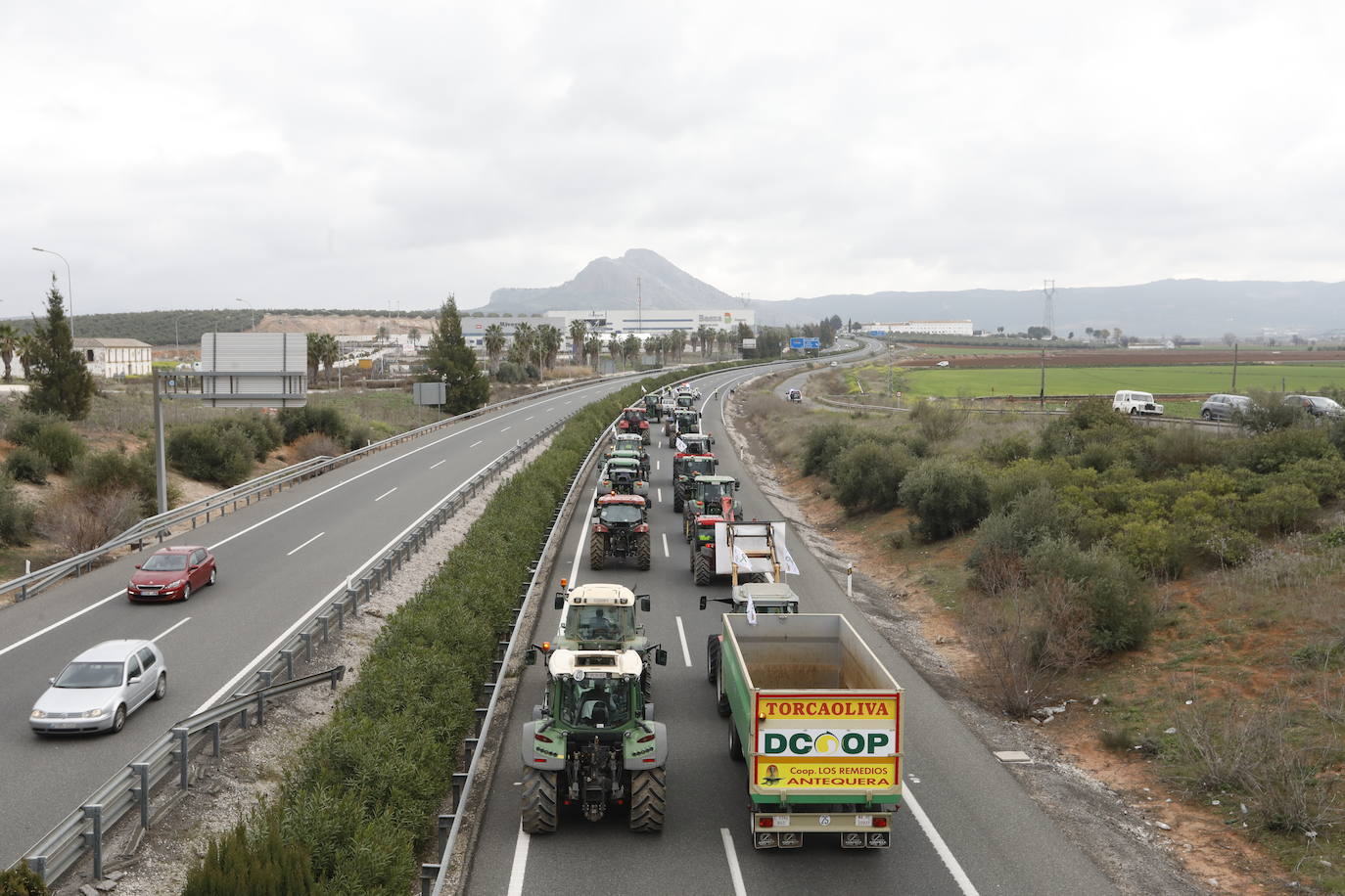 Las manifestaciones de agricultores y ganaderos que están recorriendo España desde el pasado mes de enero para protestar contra los bajos precios del aceite de oliva y de los productos hortofrutícolas han llegado a la provincia con una gran tractorada en el municipio de Antequera.