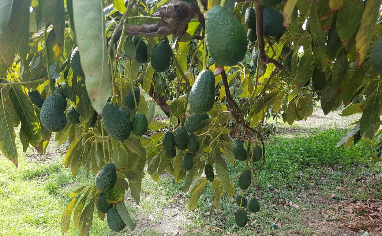 Preocupación entre los productores de aguacates por la nueva restricción del agua para riego. 