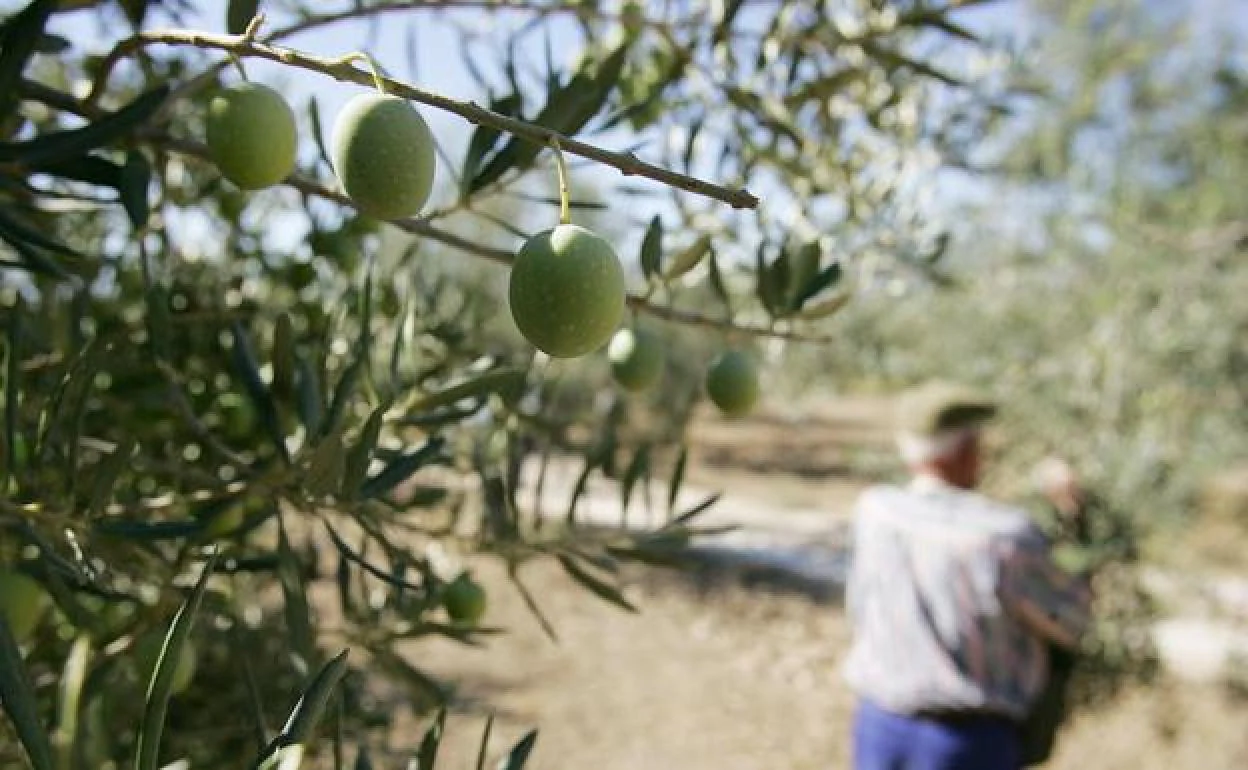 Drones para mejorar los cultivos de olivar en Andalucía