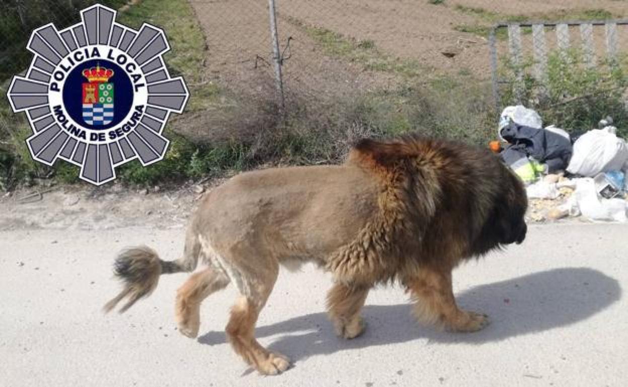 Imagen del perro con aspecto de león paseando por las calles de Molina de Segura