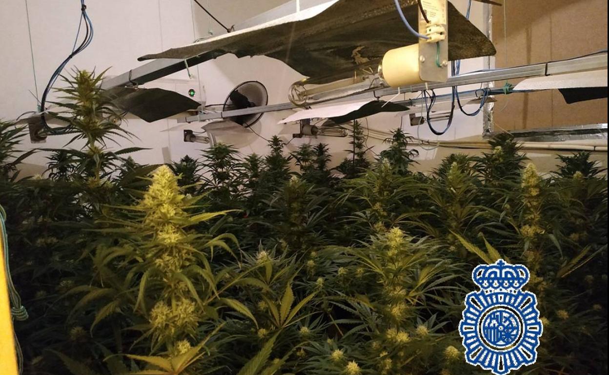 La Policía Nacional se incauta de 475 plantas de marihuana en cinco viviendas del Monte Pavero