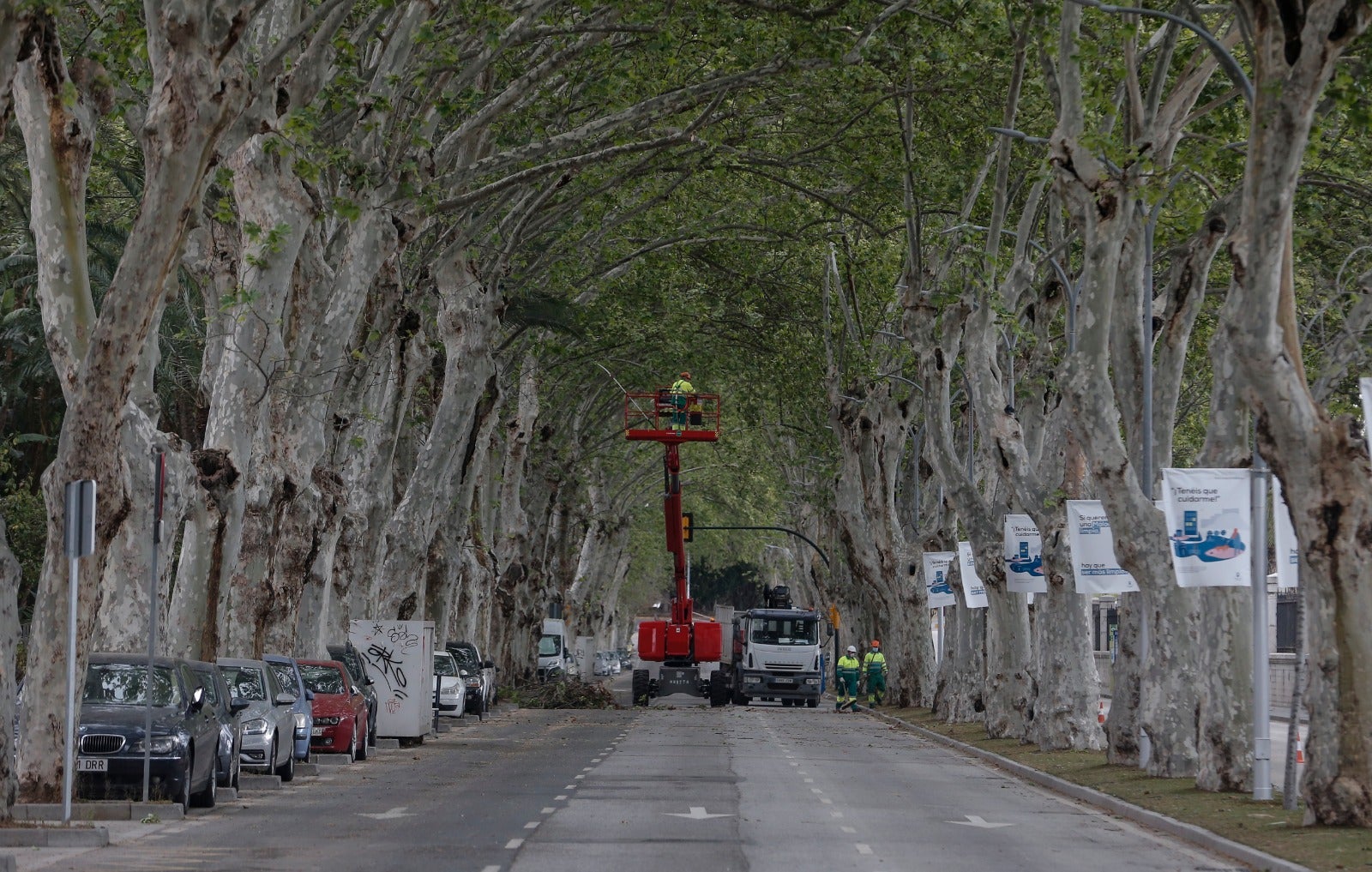 Limpieza de árboles y ramas con peligro de desprendimiento este viernes el Paseo de los Curas.