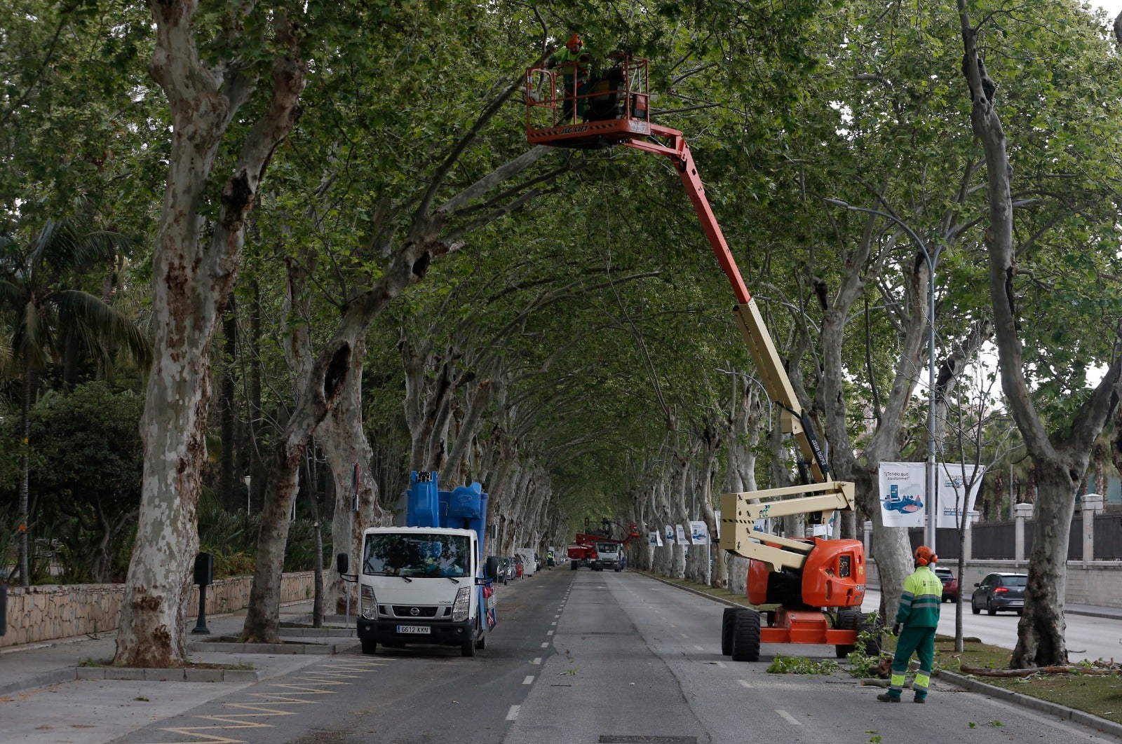 Limpieza de árboles y ramas con peligro de desprendimiento este viernes el Paseo de los Curas.