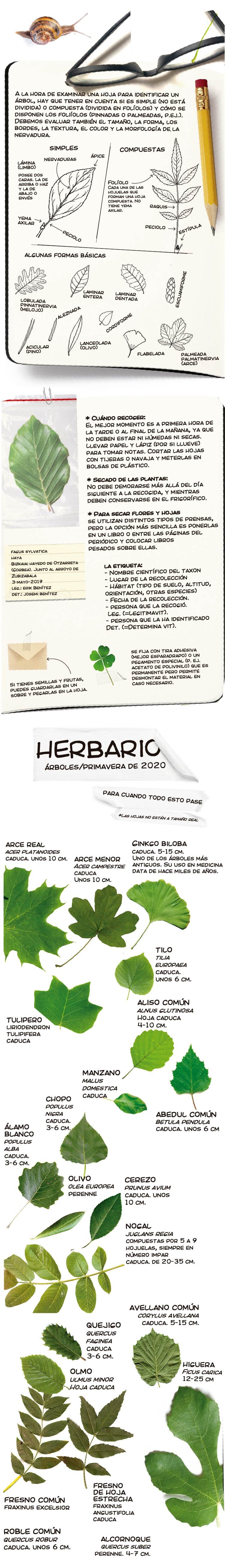 ¿Hacemos un herbario?