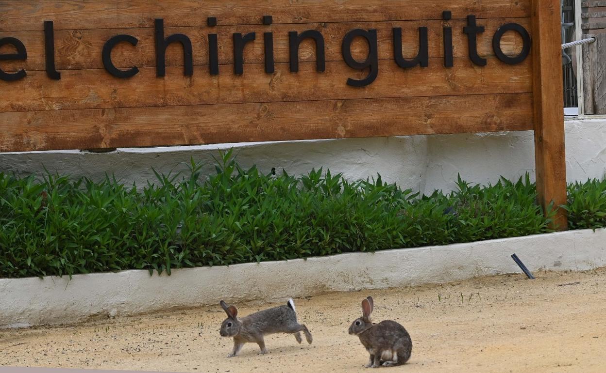 Los conejos, como estos vistos junto a la playa en Marbella, son perjudiciales para los cultivos. 