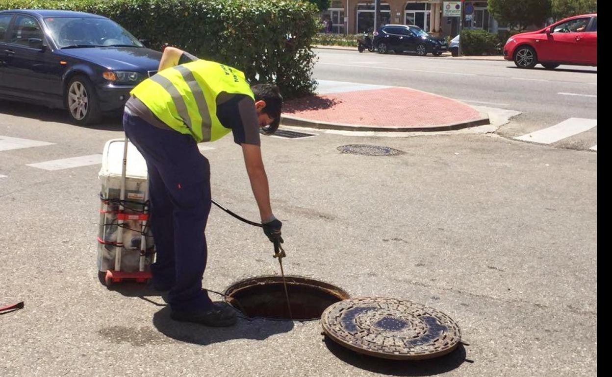 Nerja y Torrox intensifican los trabajos de desinsectación y desratización