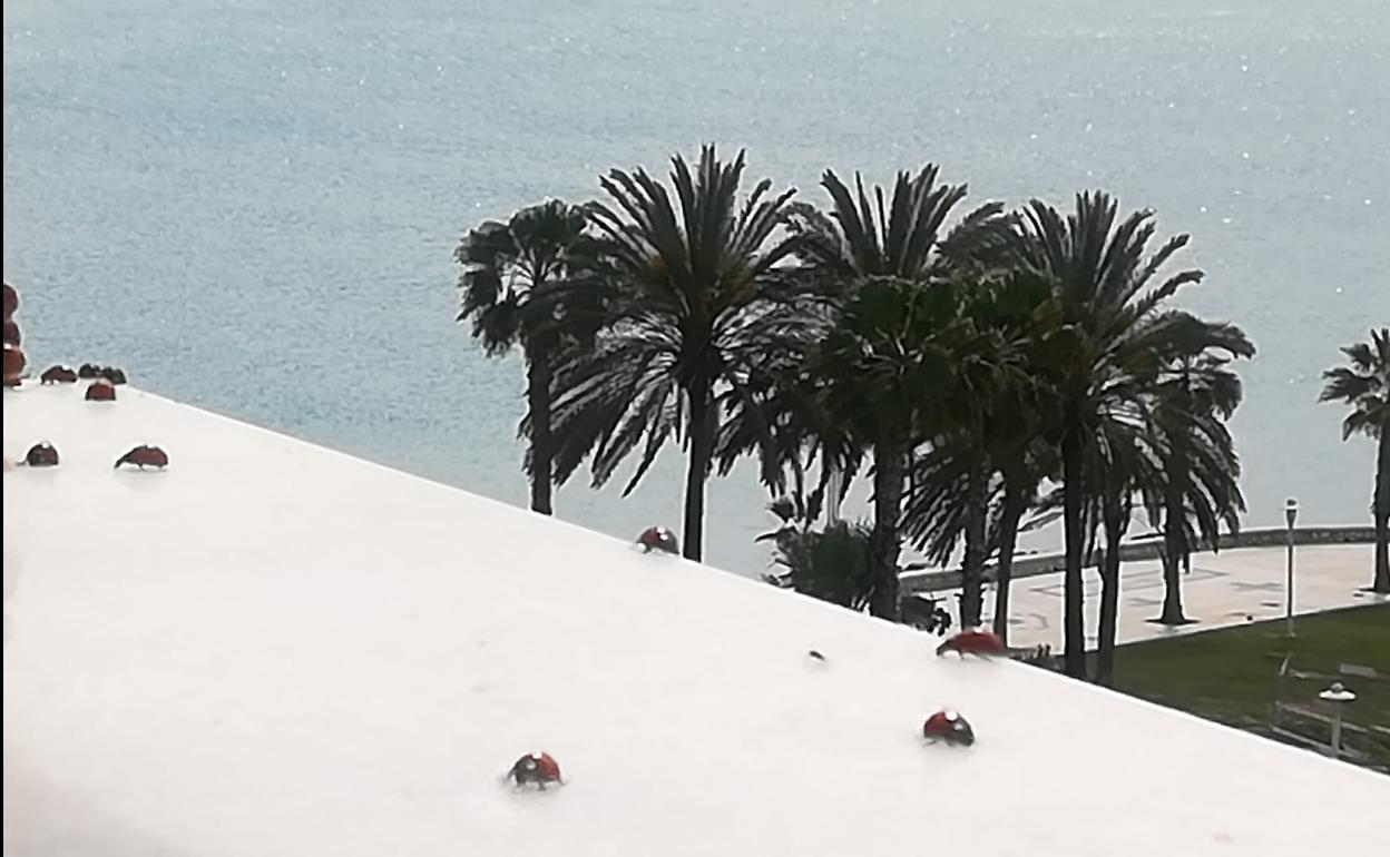 Miles de mariquitas invaden las terrazas y balcones en el litoral de Málaga