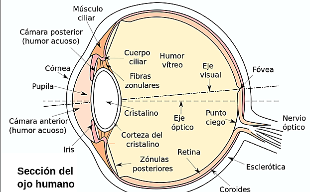 Esquema de la sección del ojo humano. Wikimedia Commons.