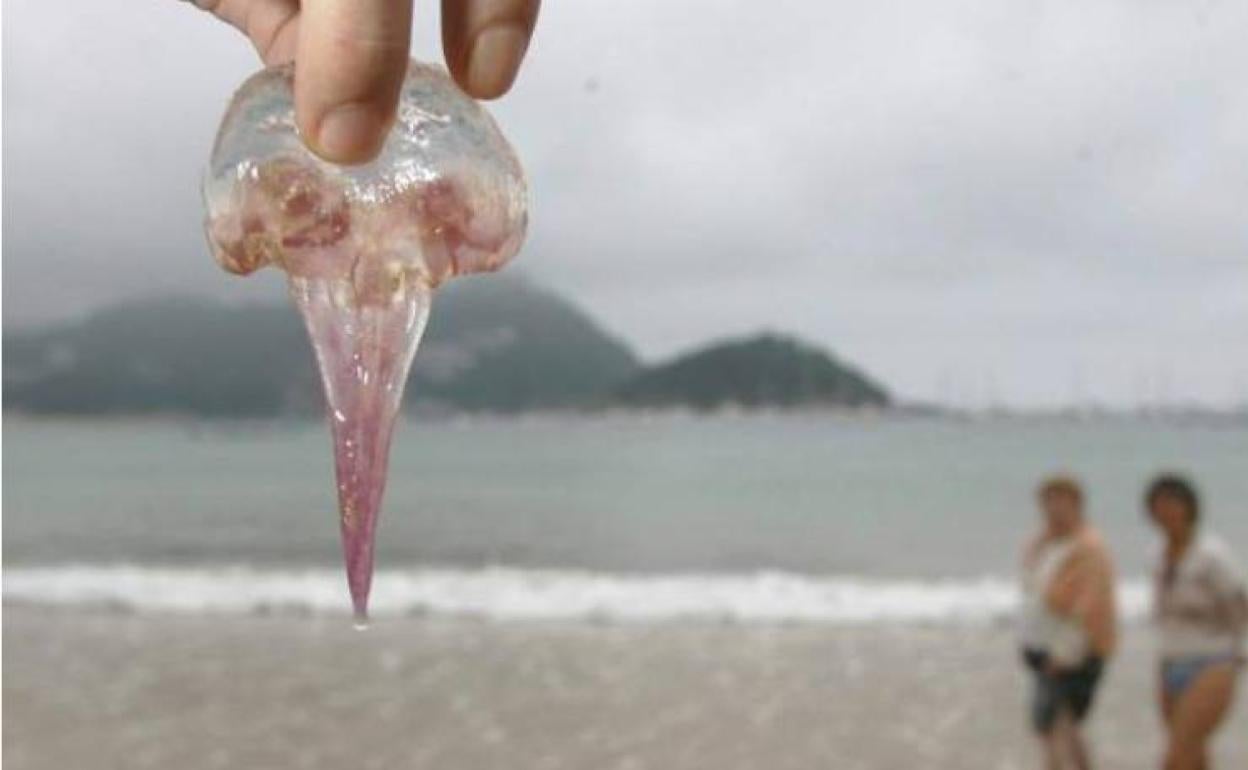 Ejemplar de la especie 'Pelagia noctiluca, la más común en Málaga.