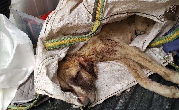 Estado en el que se encontró al cachorro, todavía dentro del saco en el que fue arrojado a la basura. 