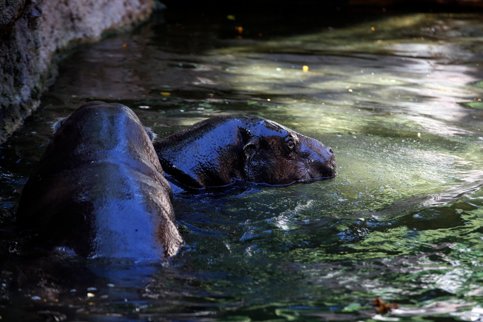 El centro zoológico se convertirá en el primer parque de ocio que abra al público