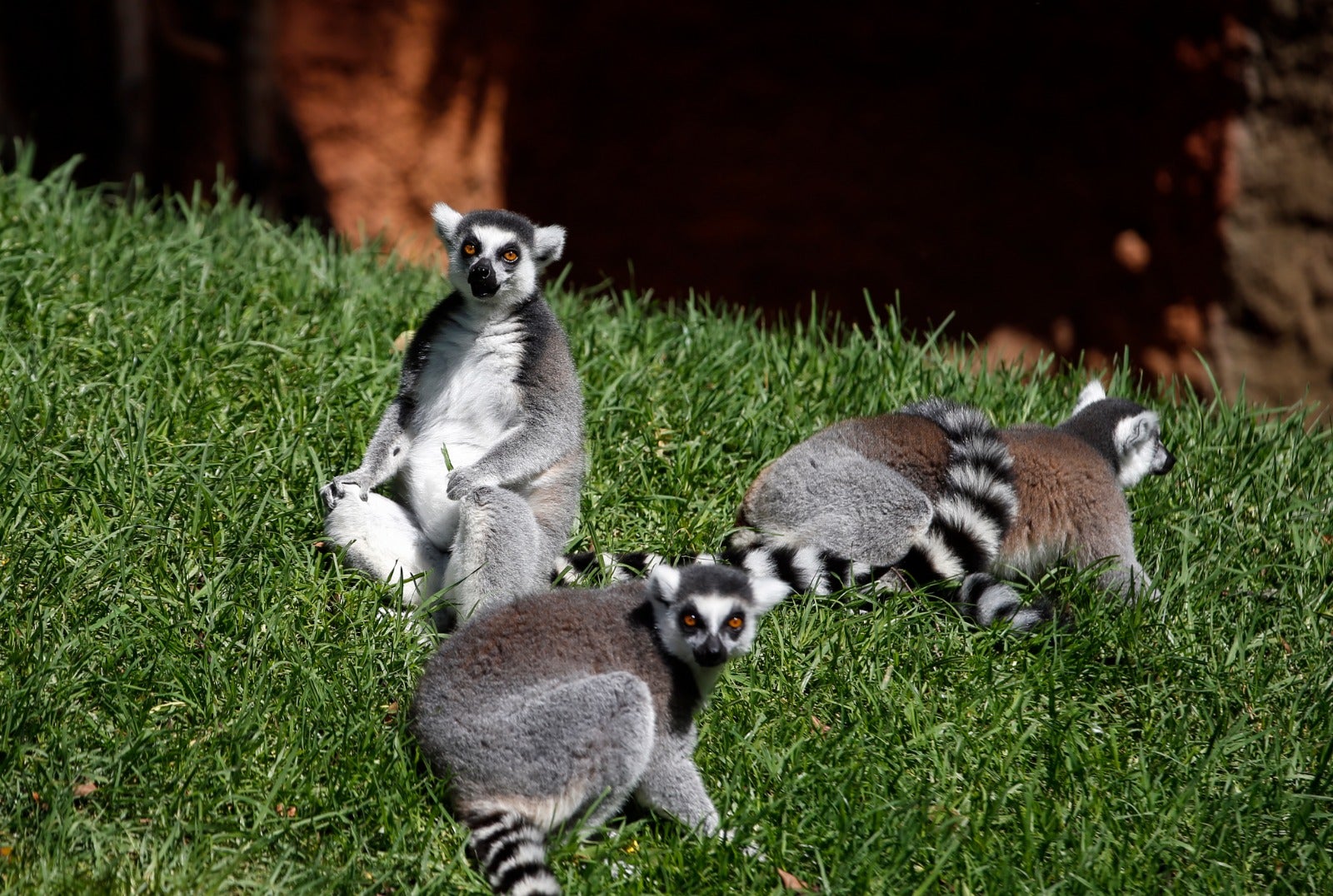 El centro zoológico se convertirá en el primer parque de ocio que abra al público