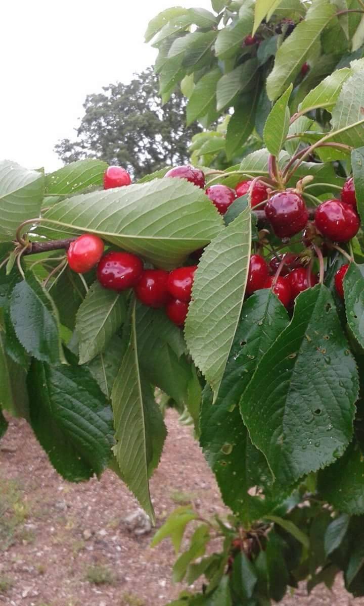 En 1992 se comenzaron a cultivar las primeras parcelas de cerezos en este pueblo.