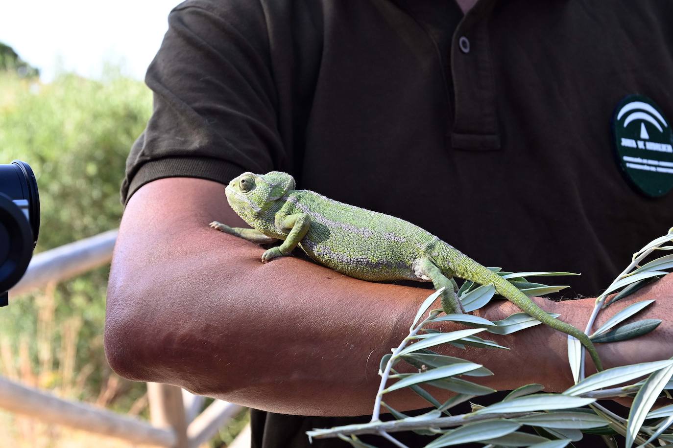 Fotos: Sueltan dos parejas de camaleones en las Dunas de Artola de Marbella