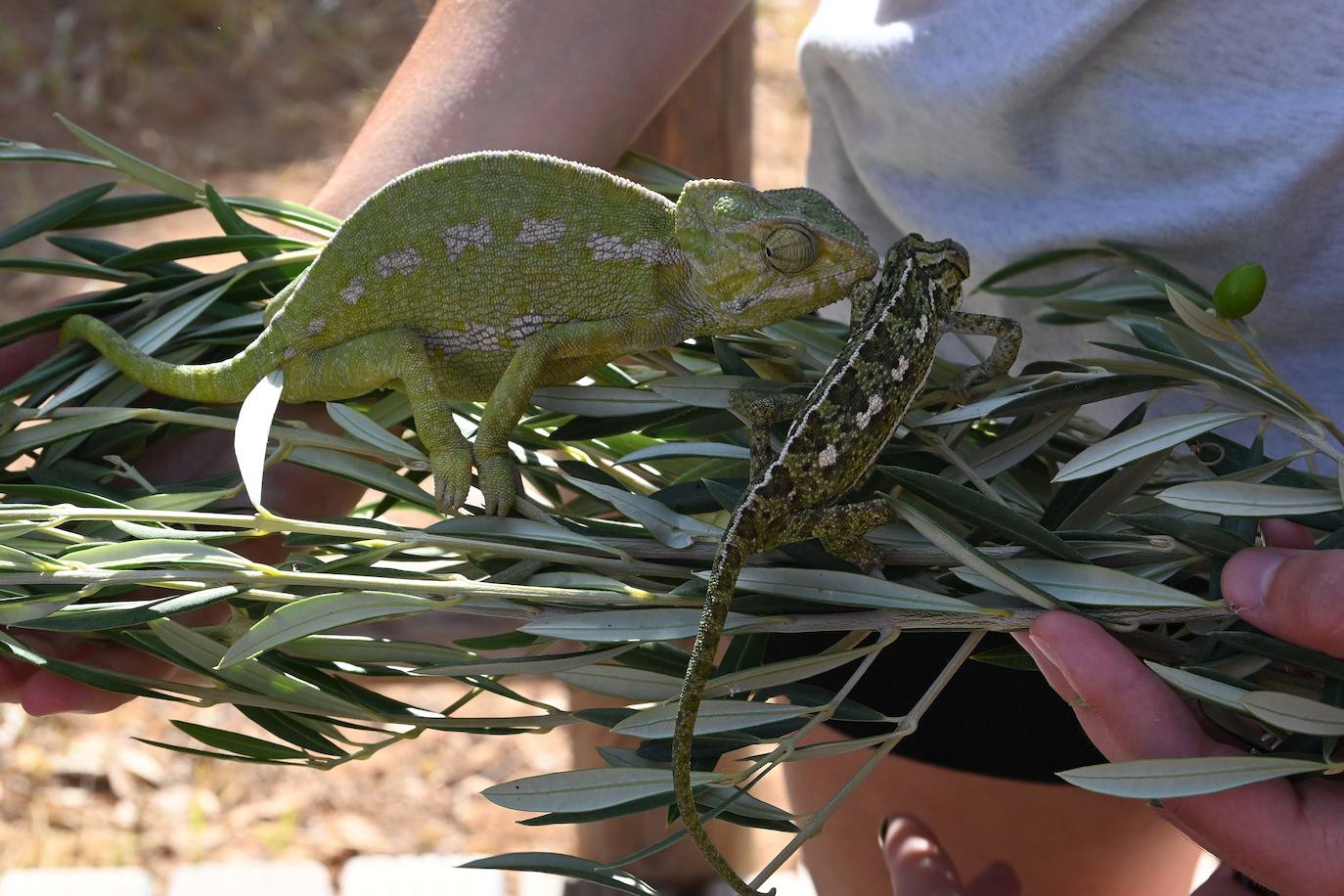 Fotos: Sueltan dos parejas de camaleones en las Dunas de Artola de Marbella