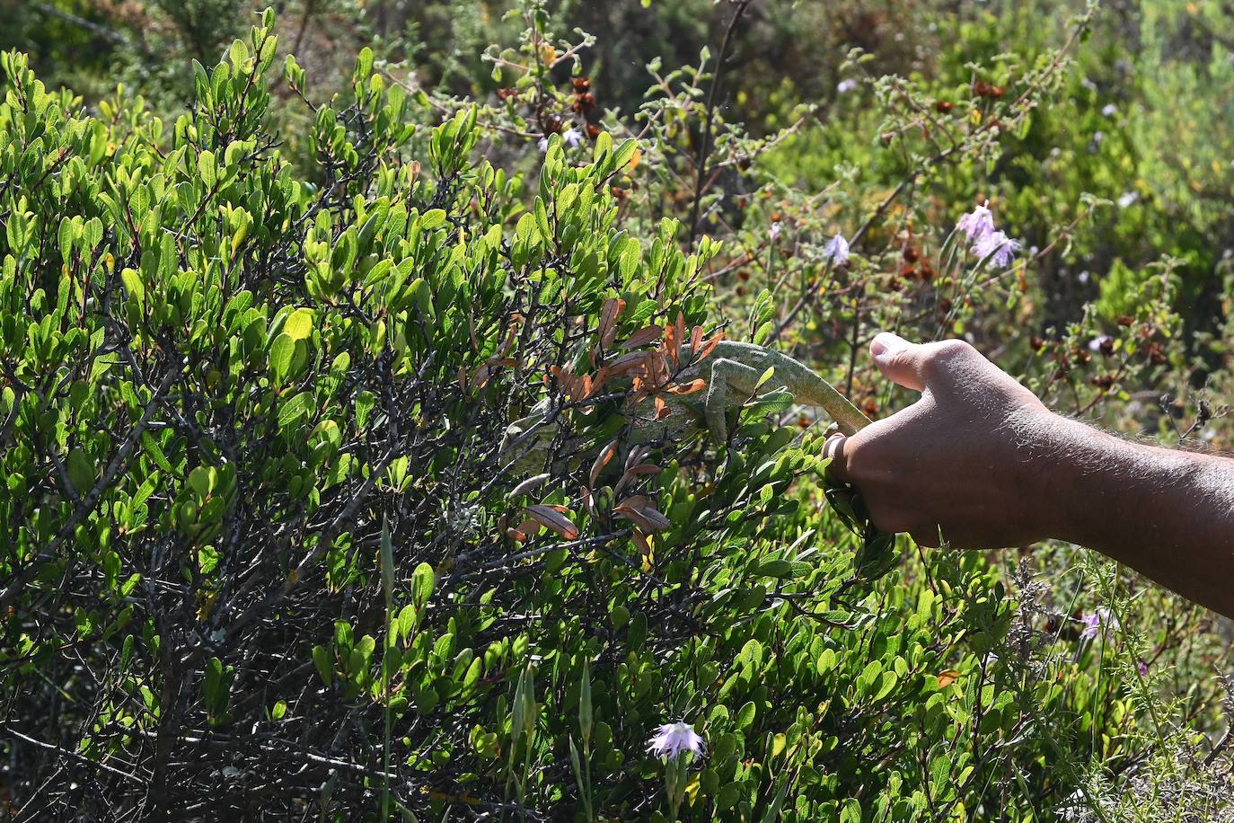 Fotos: Sueltan dos parejas de camaleones en las Dunas de Artola de Marbella