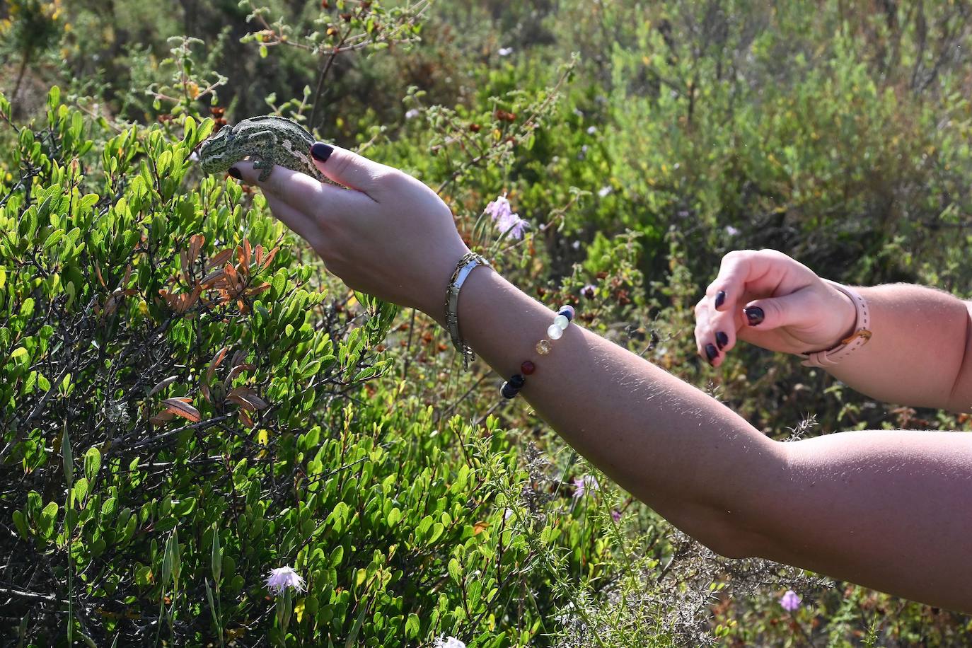 Fotos: Sueltan dos parejas de camaleones en las Dunas de Artola de Marbella