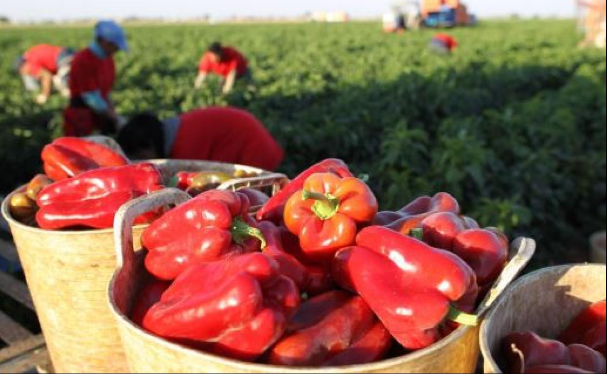 Mercadona prevé comprar 12.800 toneladas de pimiento rojo andaluz para la campaña de 2020