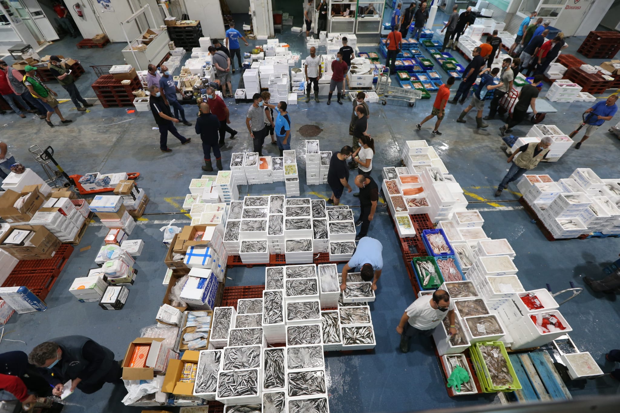 Varios puestos de Mercamálaga, realizan a diario el espectacular despiece de esta especie tan apreciada en el mundo