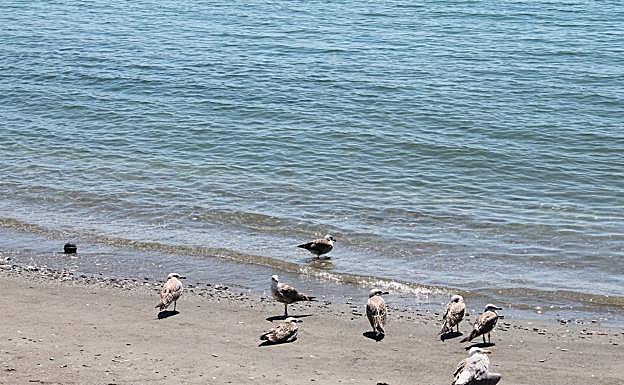 Imagen principal - Gaviotas en la arena de la playa. Al fondo el puerto deportivo y pesquero de La Caleta. Logotipo de la Senda Litoral de Málaga.