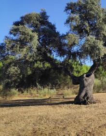 Imagen secundaria 2 - Encinas junto al área recreativa.Balizas donde coinciden el SL-A-10 y una variante de la Gran Senda de Málaga.Encinas y pinos son los principales árboles de este bosque rondeño.