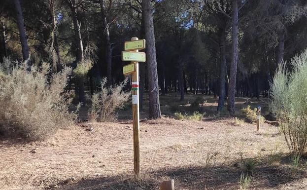 Imagen principal - Punto donde se cruzan esta ruta y la etapa variante de la Gran Senda de Málaga.Panel explicativo sobre el pinar. Se alternan los carriles anchos con otros caminos más angostos.