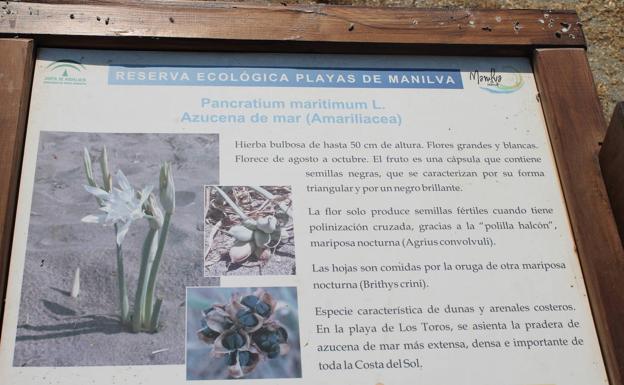 Cartel indicativo de la azucena de mar.