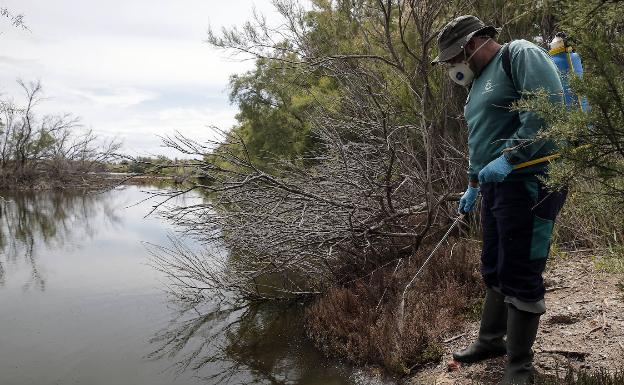 Un técnico aplica larvicida sobre los humedales de la desembocadura del río Guadalhorce. 