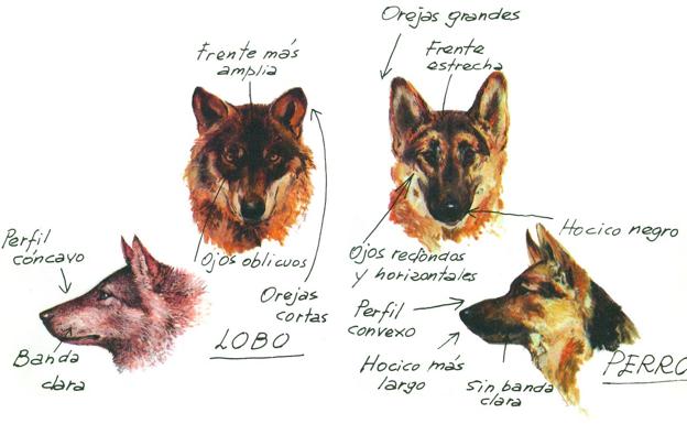 Imagen principal - La tercera imagen es un boceto de halcón realizado por el propio Félix, fechado en 1953. Es el único del naturalista que recoge el libro. El resto son de ilustradores que le acompañaron durante sus rodajes. La letra es suya.