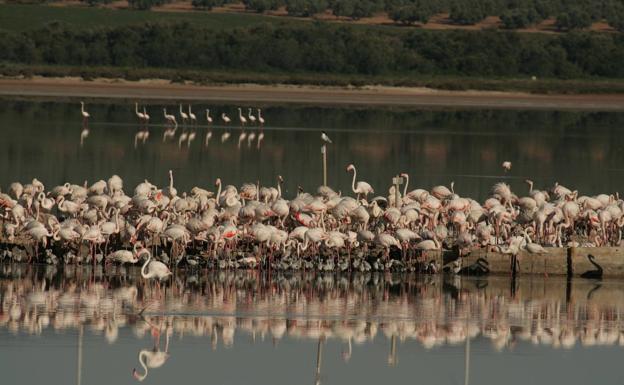 La reproducción de flamencos en el humedal malagueño ha sido exitoso a pesar de que este año las precipitaciones han sido algo inferiores a la media