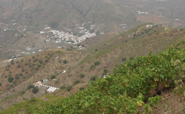 Viñedos en laderas de la Ruta de la Pasa Moscatel.