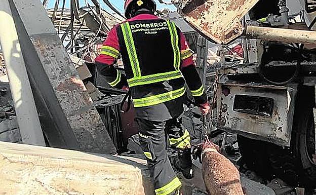 Guías. Los perros trabajan de forma autónoma, guiados por los miembros del Greccma.. 