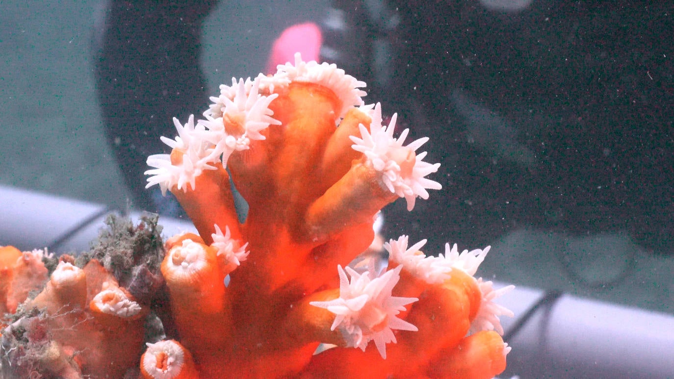 Fotos: Limpieza de los fondos marinos de Málaga para conservar los corales