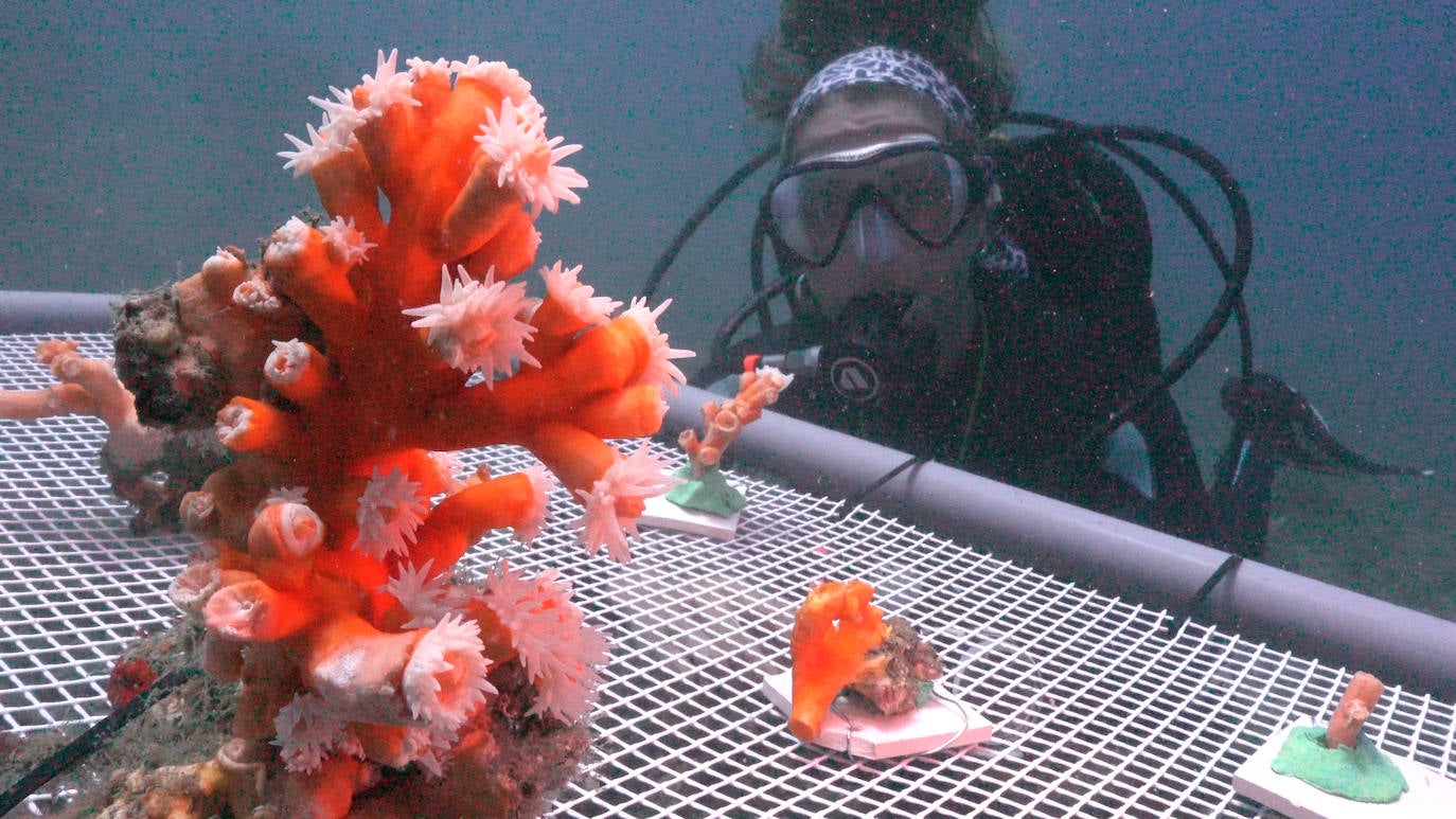 Fotos: Limpieza de los fondos marinos de Málaga para conservar los corales