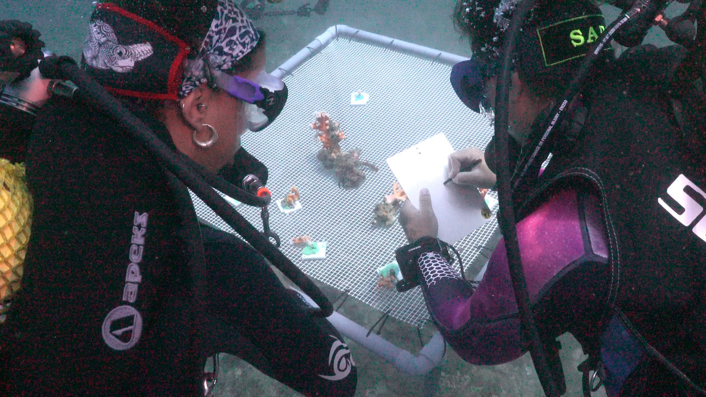 Fotos: Limpieza de los fondos marinos de Málaga para conservar los corales