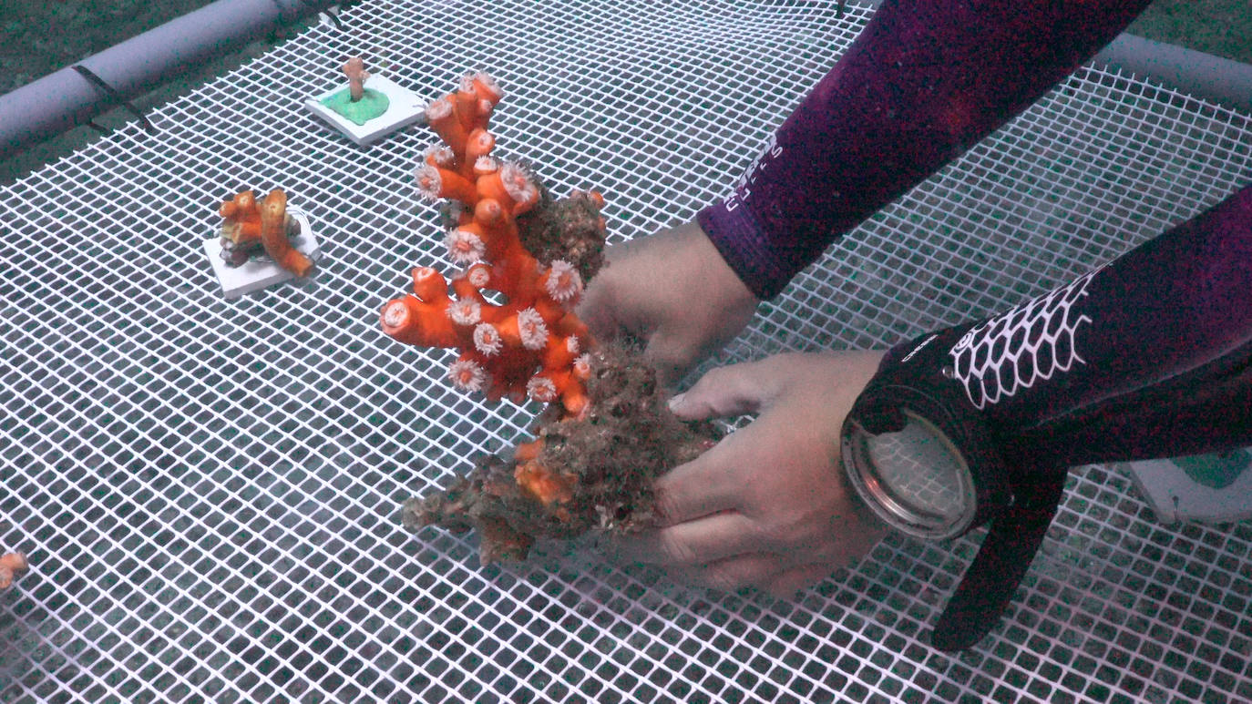 Fotos: Limpieza de los fondos marinos de Málaga para conservar los corales