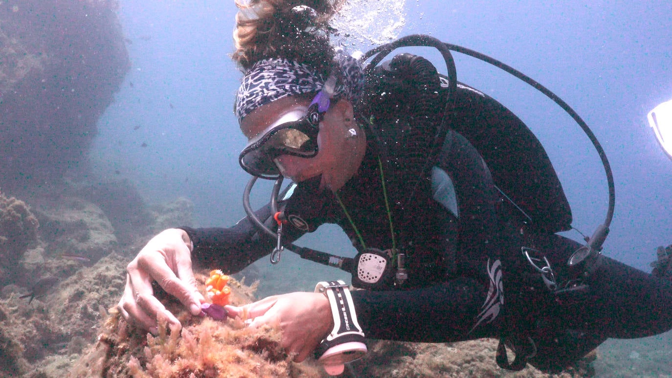 Fotos: Limpieza de los fondos marinos de Málaga para conservar los corales
