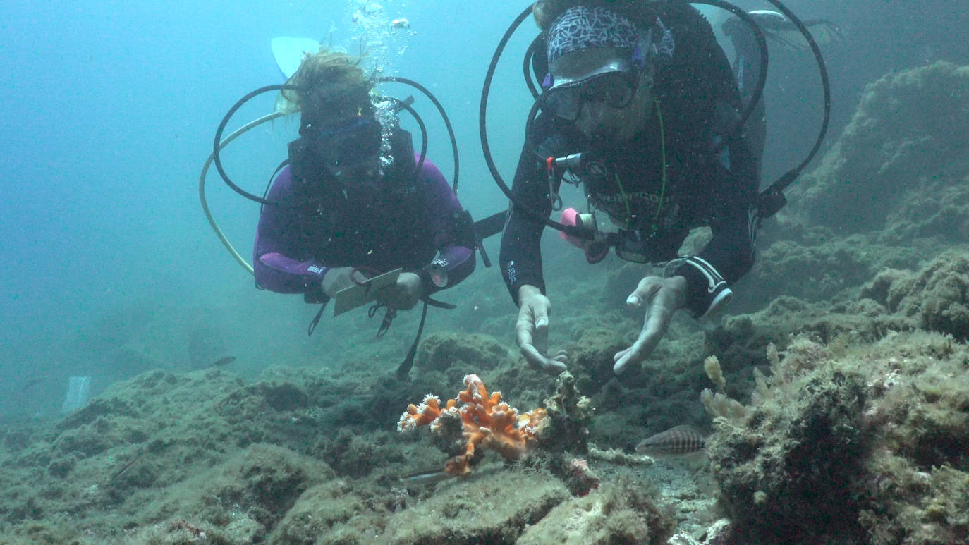 Fotos: Limpieza de los fondos marinos de Málaga para conservar los corales