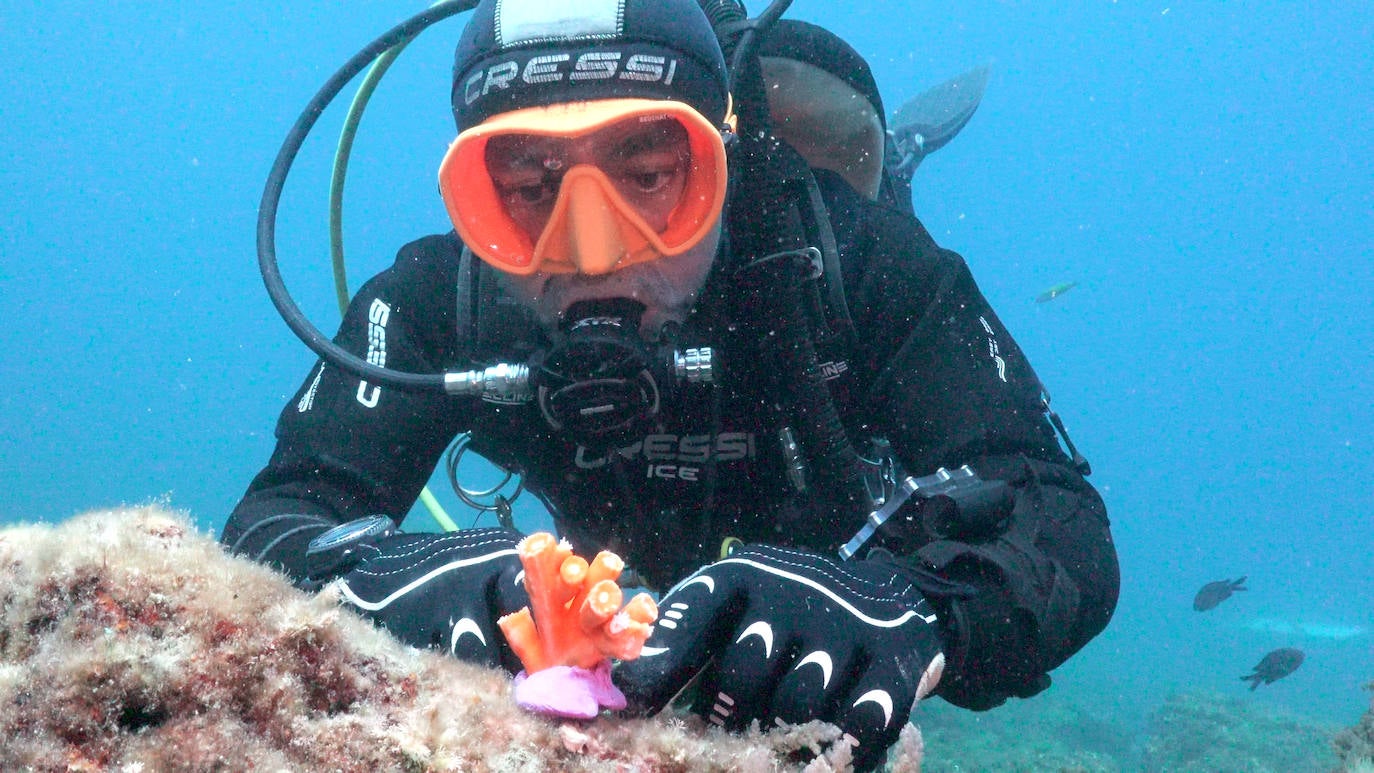 Fotos: Limpieza de los fondos marinos de Málaga para conservar los corales