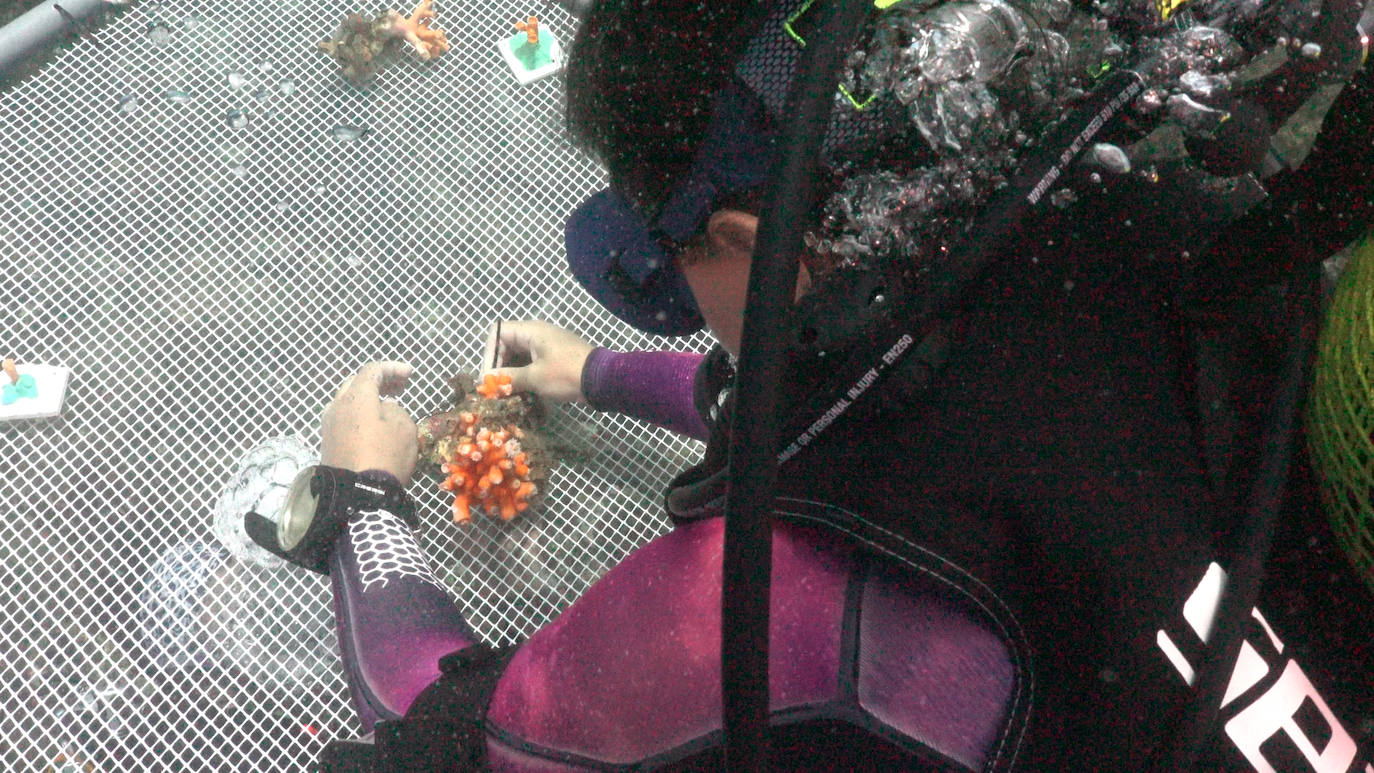 Fotos: Limpieza de los fondos marinos de Málaga para conservar los corales