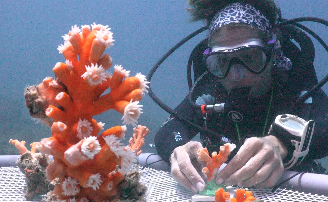 Una buceadora trabaja con varios corales en el fondo marino. 
