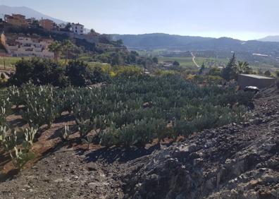 Imagen secundaria 1 - Chumbera en el entorno del castillo de Vélez-Málaga. Finca de donde salen los frutos de 'El tío lo chumbo'. Chumbos de Coín. 
